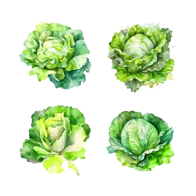 Lettuce watercolor paint