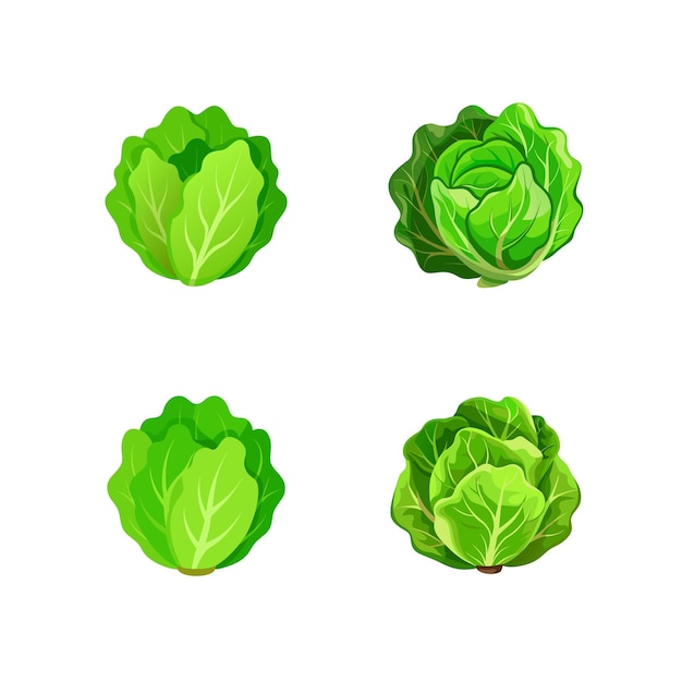 Vector lettuce on white background