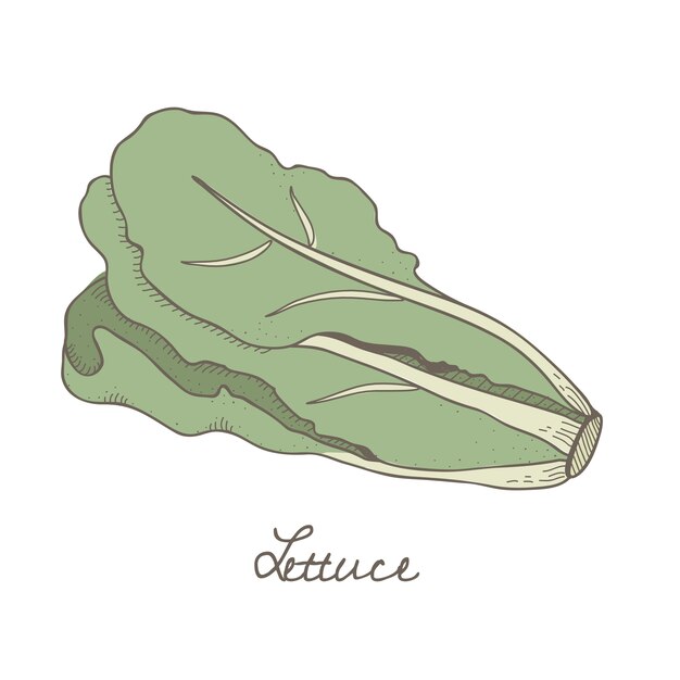 a lettuce