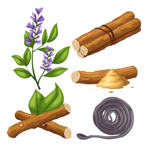 Licorice liquorice root food set cartoon vector illustration