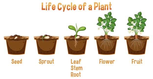 Life cycle of a plant diagram