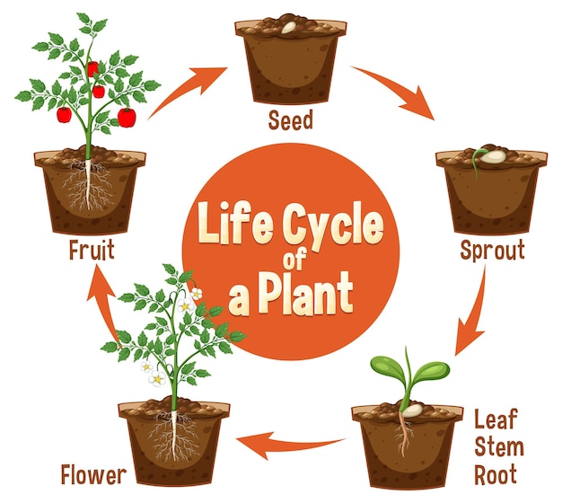 Life cycle of a plant diagram