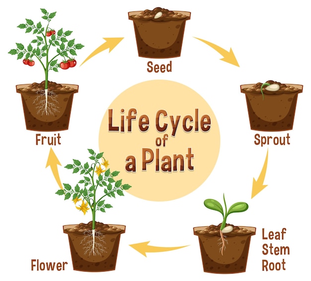 Life cycle of a plant diagram