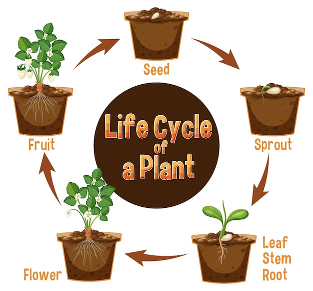 Life cycle of a plant diagram