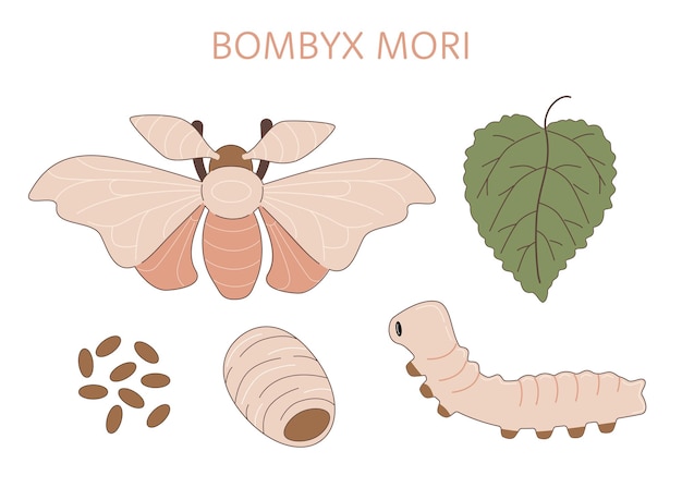 Life cycle of silk moth Bombyx mori