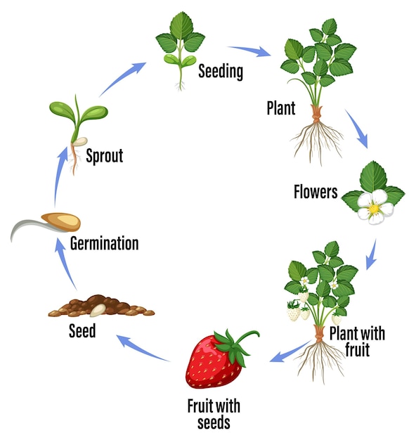 Life cycle of strawberry diagram