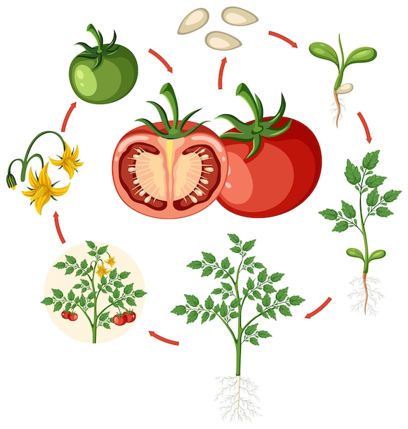 Vector life cycle of a tomato plant diagram