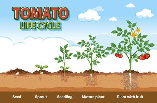 Vector life cycle of tomato plant diagram