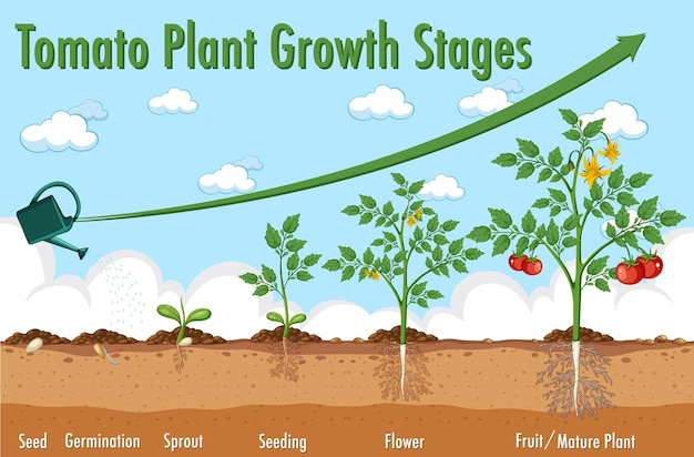 Life cycle of tomato plant diagram