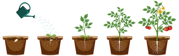 Life cycle of a tomato plant