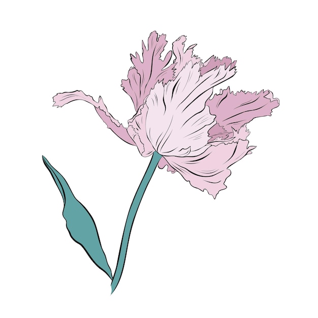 Light pink pretty tulip hand drawn vector illustration on white background.