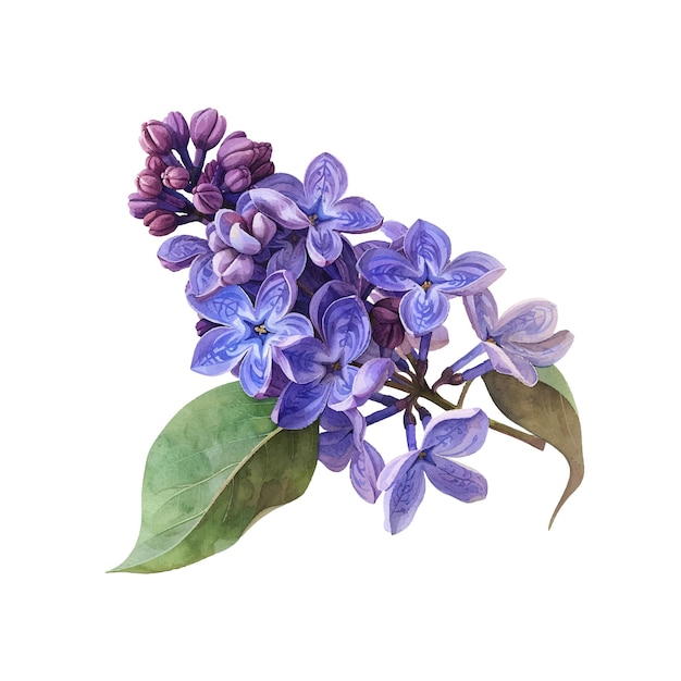 lilac flower vector illustration in watercolor style