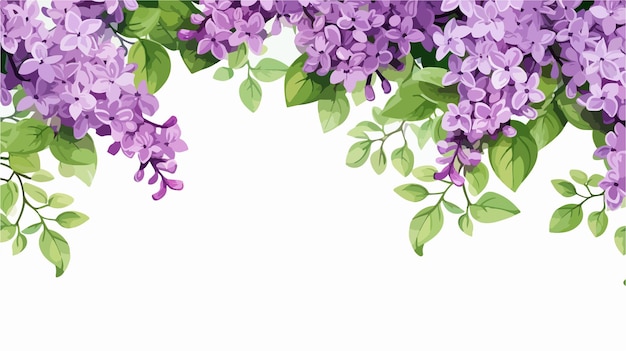 Lilac Flowers and Green Leaves Border Isolated on White Background