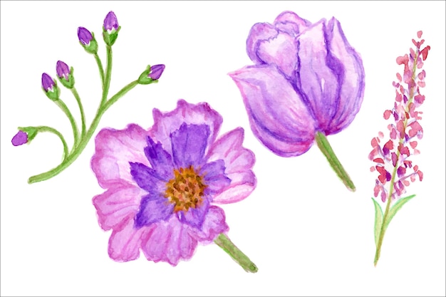 Lilac flowers, watercolor illustration. Wild flowers.Flowers elements.