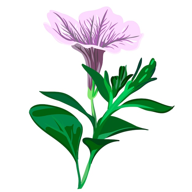 lilac petunia flower on a branch, botanical vector illustration