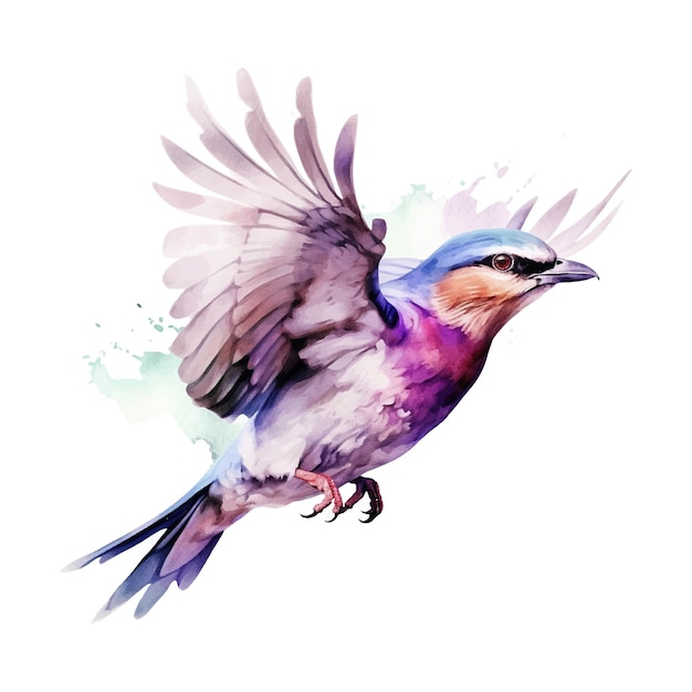 Lilacbreasted Roller bird watercolor paint