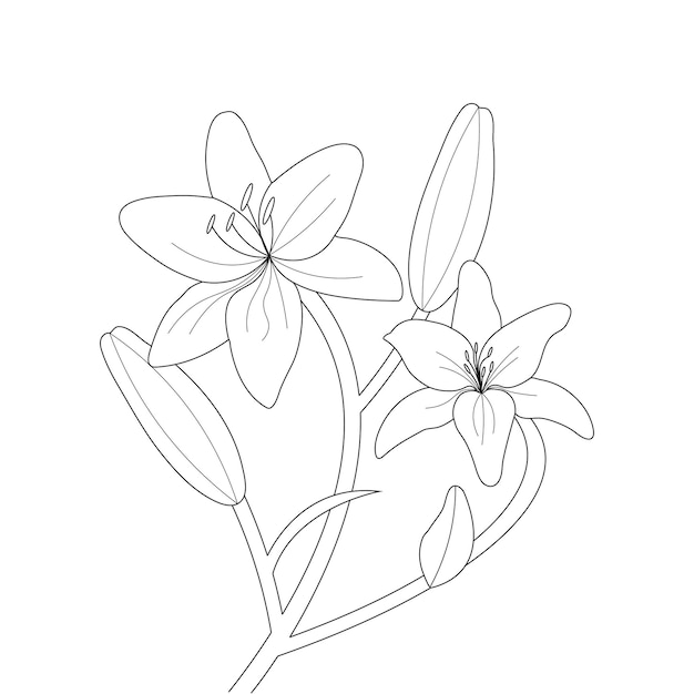 Lily Flower Coloring Page With Line Art For Kids Drawing Illustration