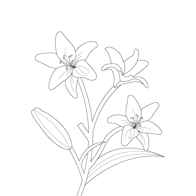 Lily Flower Coloring Page With Line Art For Kids Drawing Illustration