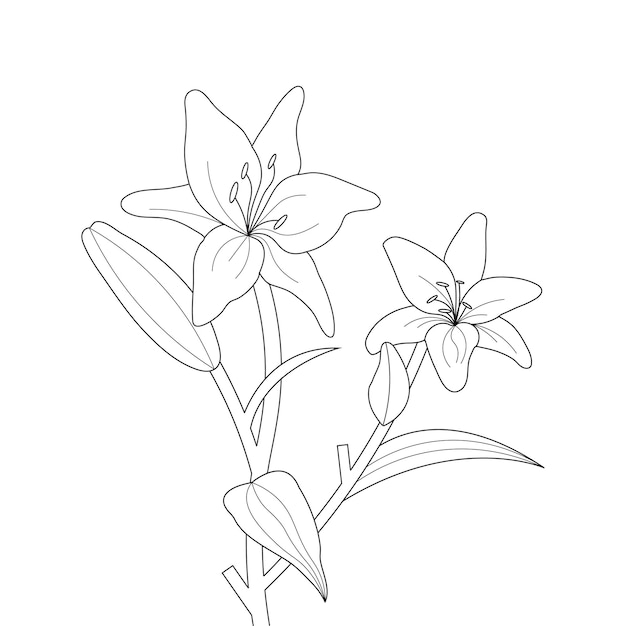 Lily Flower Coloring Page With Line Art For Kids Drawing Illustration