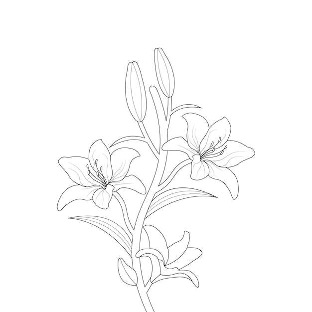 Lily Flower Coloring Page With Line Art For Kids Drawing Illustration