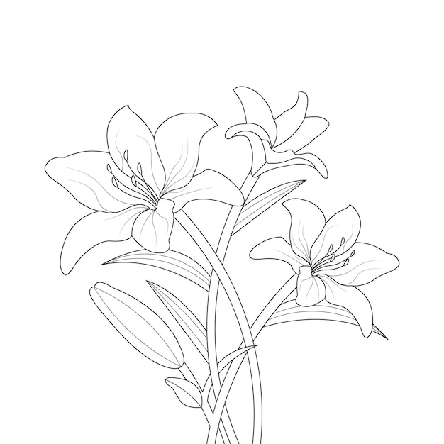 Lily Flower Coloring Page With Line Art For Kids Drawing Illustration