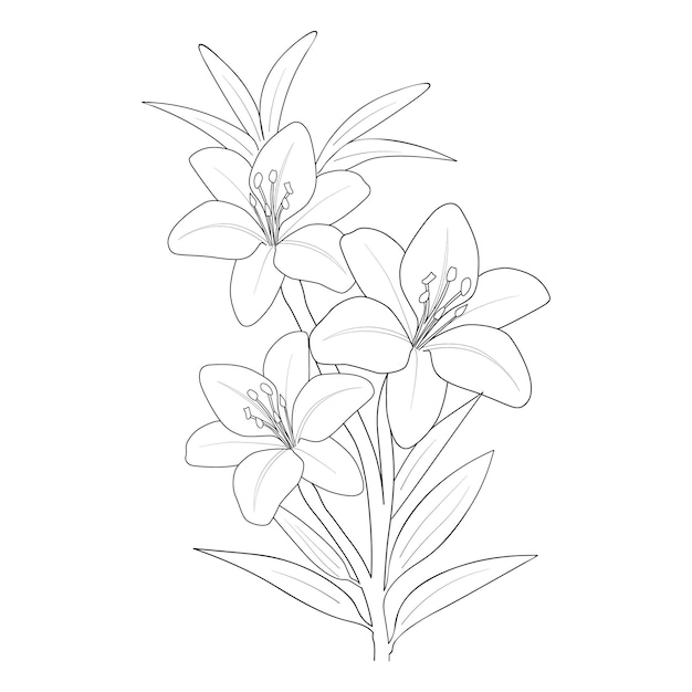 lily flower coloring page