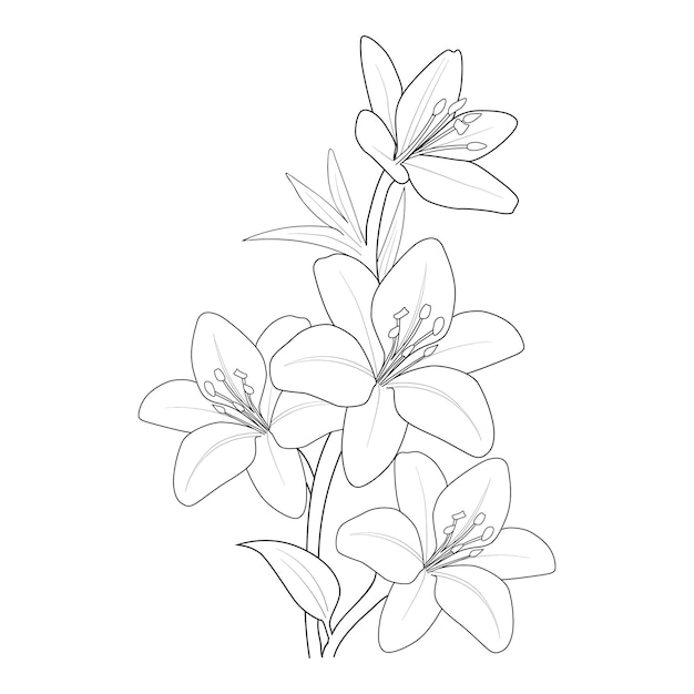 lily flower coloring page