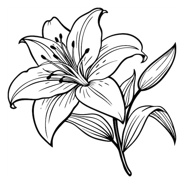 lily flower silhouette vector artl illustration