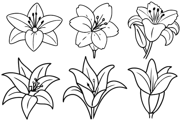 Lily Line Art Beautiful Floral Designs