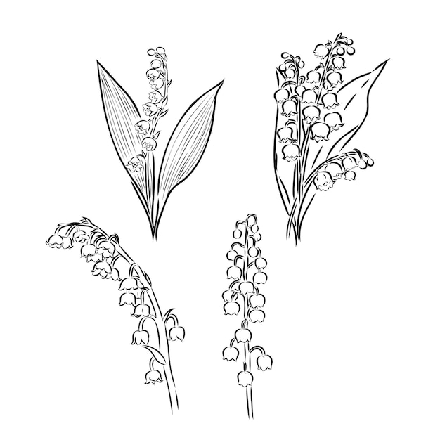 Lily of the valley flower drawing illustration Black and white with line art on white backgrounds