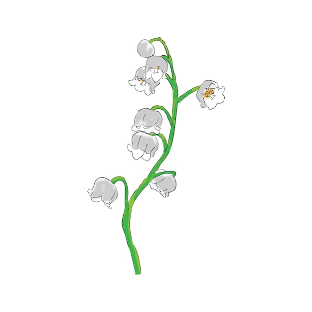 Lily of the valley flower drawing