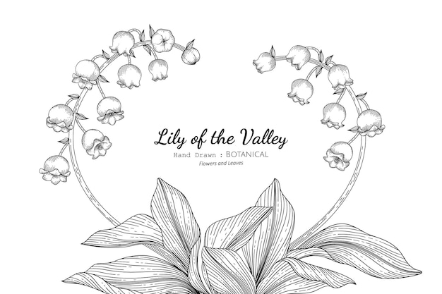 Lily of the valley flower and leaf hand drawn botanical illustration with line art.