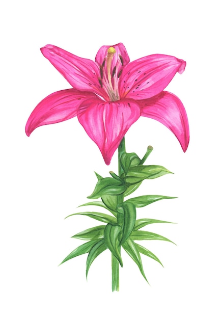 Lily watercolor illustration Pink lily flower