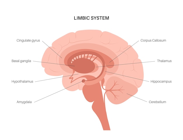 Limbic system concept and human brain anatomy. Cerebral cortex and cerebellum vector illustration