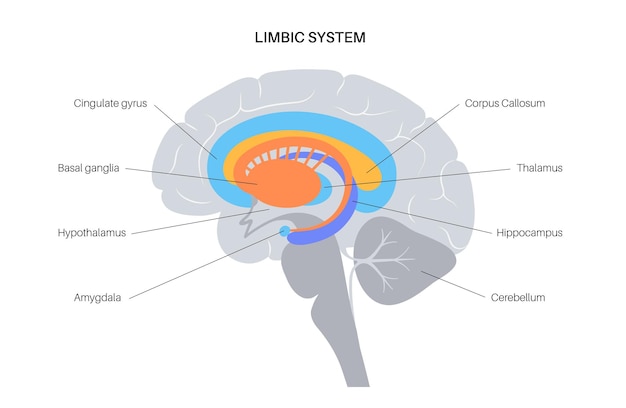 Limbic system concept and human brain anatomy. Cerebral cortex and cerebellum vector illustration