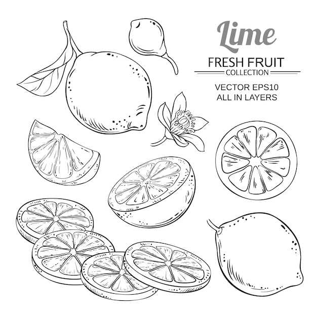 Lime fruits vector set