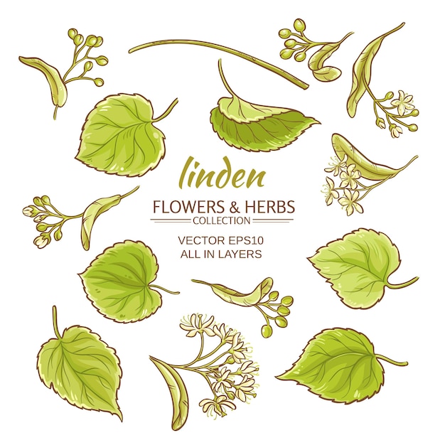 Vector linden flowers and leaves vector set on white background