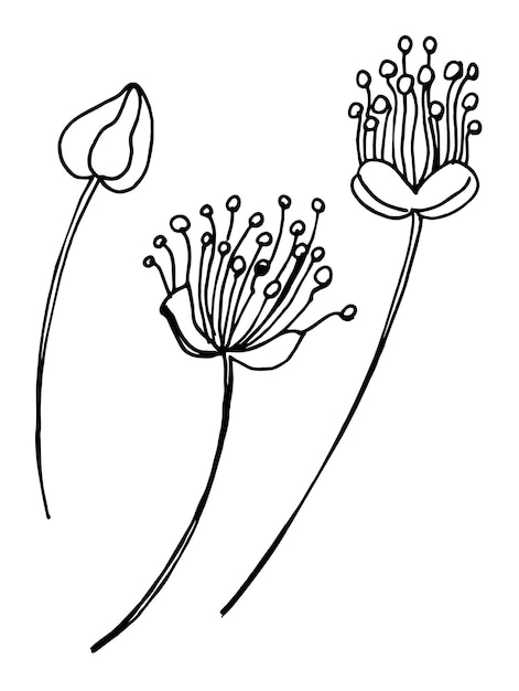 Linden flowers sketch tilia line art hand draw illustration black and white