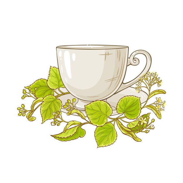 Vector linden tea illustration