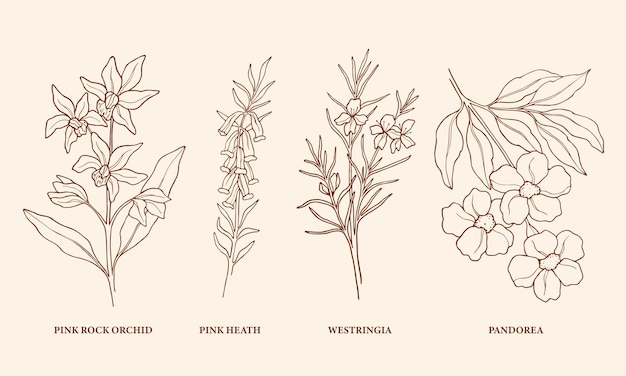 Line art Australian native plants and flowers