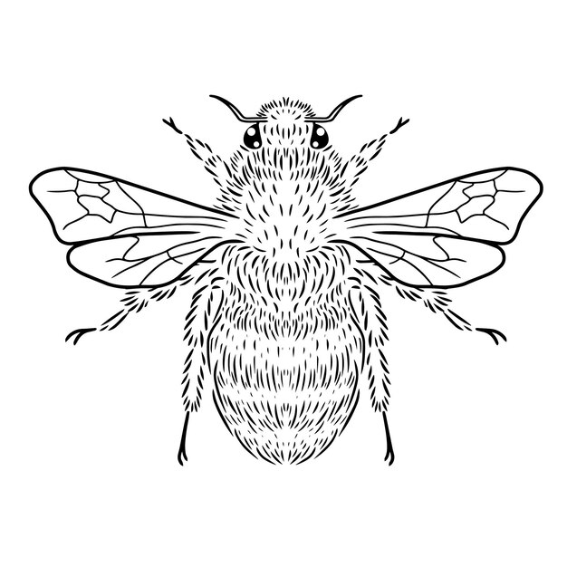 Line art bee vector art