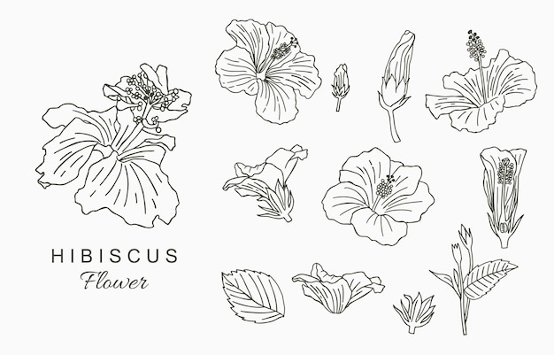 Line art  flower collection with hibiscus.