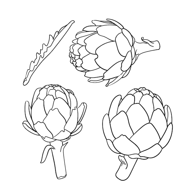 Line art hand drawn coloring book artichoke flower with leaf set illustration