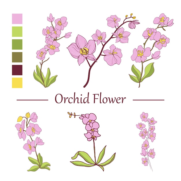 Line art hand drawn orchid flower collection