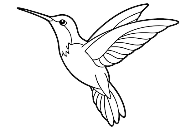 Vector line art hummingbird vector illustration elegant bird design