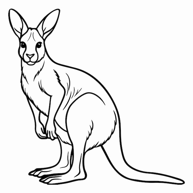 Vector line art illustration of a kangaroo australian wildlife