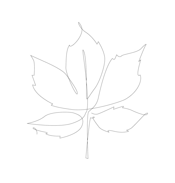 Line art maple leaves outline vector Autumn leaf one line illustration