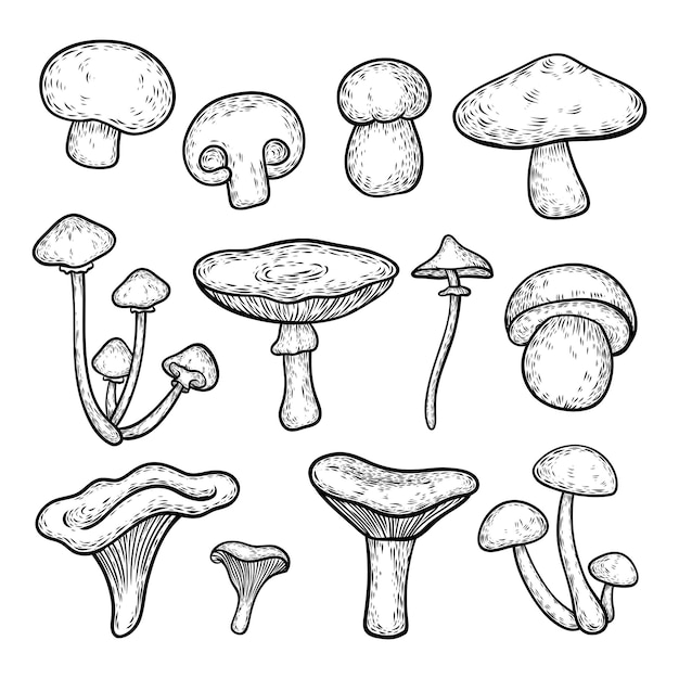 Vector line art mushroom vector collection