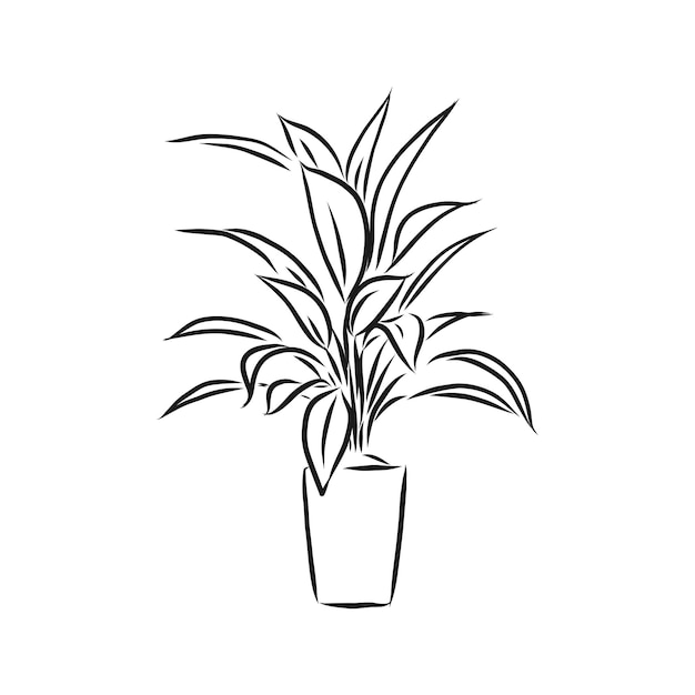 Line art plant in pot Contour drawing of vector indoor plant vector sketch illustration