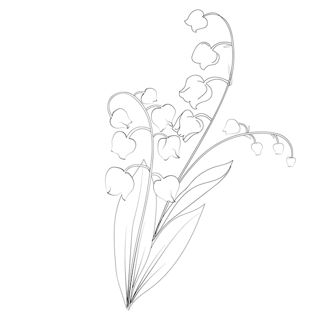 line art on white backgrounds stock outline lily valley flower freesh lily of the vally